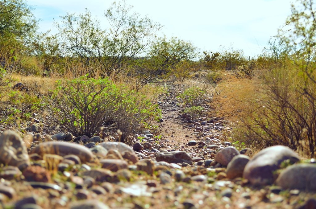 Trail in the Sonoran desert
